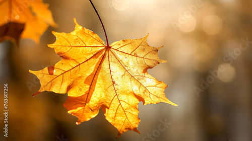 A leaf is hanging from a tree branch. The leaf is yellow and has a few drops of water on it