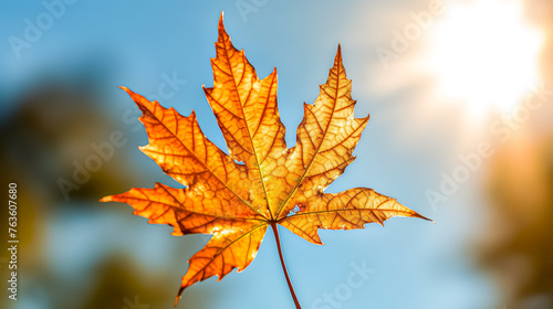 A leaf is on a tree branch in the sun. The leaf is yellow and has a brown tip. The sun is shining brightly on the leaf, making it look warm and inviting