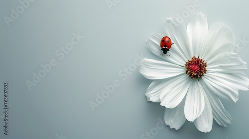 blue background with isolated white flowers. Welcome ladybugs as they explore the delicate petals. Ample space for this simple design message. Suitable for various purposes