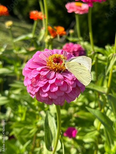 White Butterfly on a Pink Zinnia. A white butterfly with delicate wings perched on a vibrant pink zinnia flower