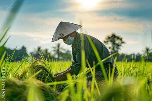 Farmer working in the rice field in the morning,Thailand. 