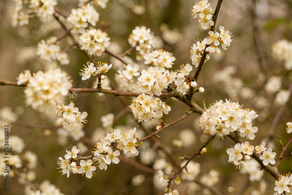 Blooming blackthorn shrub (Prunus spinosa) in spring. The flowering white blossoms of the fruit tree form a beautiful natural background. Blooming blackthorn shrub (Prunus spinosa) in spring. The flowering white blossoms of the fruit tree form a beautiful natural background.