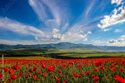 Foto Beautiful field of flowering poppies on a background of mountains