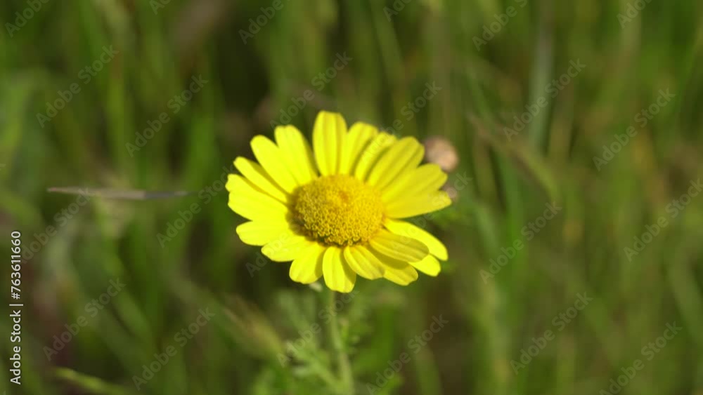 Seletive zoom shot of a single yellow chamomile flower swaying in wind. Seletive zoom shot of a single yellow chamomile flower swaying in wind.