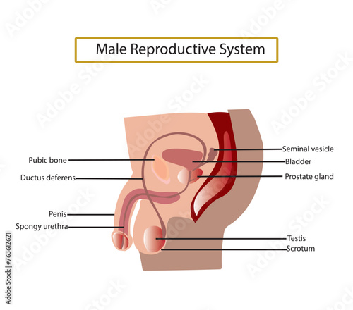Male Reproductive System. Vector illustration isolated on white background.