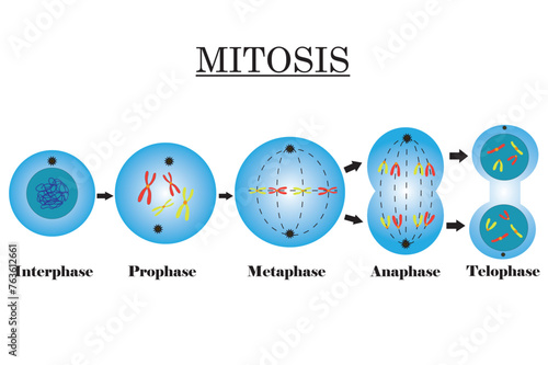 Mitosis. Cells with Chromosomes. Stages of Cell Division diagram. Vector illustration. photo