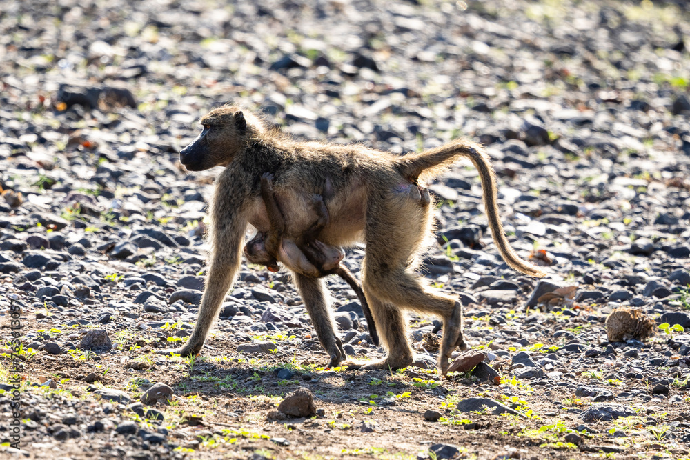 Mother baboon carrying young on back in Botswana