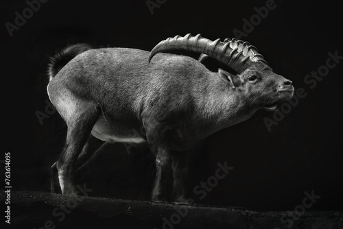 Portrait of a standing Alpine Ibex close-up on an isolated black background. Alpine Ibex