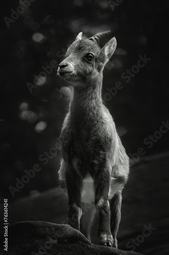 Black and white photograph of young Alpine Ibex standing on a rock