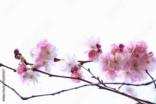 cherry branch in full bloom against white background, spring background with copy space. concepts: springtime beauty, background for quotes, natural aesthetics, tranquility and peace, spring flyers.