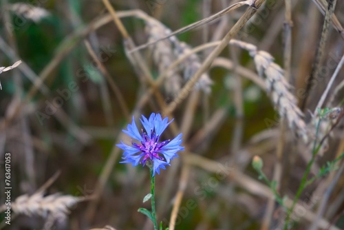 Close-up of a vibrant blue cornflower in bloom, with a blurred field background