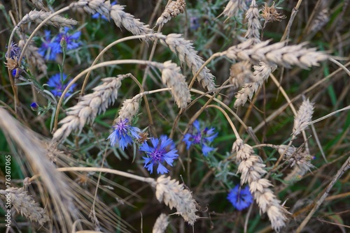 Close-up of a vibrant blue cornflower in bloom, with a blurred field background