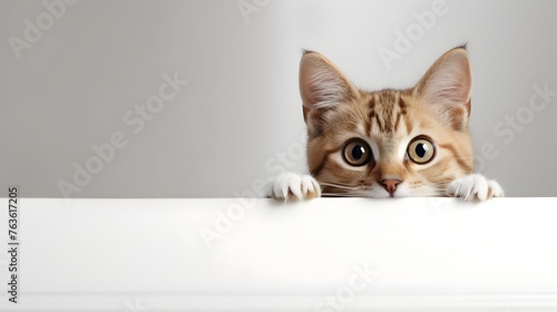 Banner with cat isolated on white background, copy space