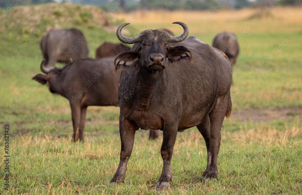 African buffalo in the Okavango Delta, Botswana African buffalo in the Okavango Delta, Botswana