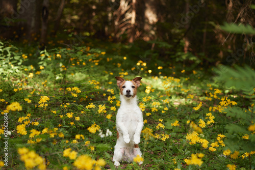 jack Russell Terrier dog stands amidst a field of yellow wildflowers, a dense forest as the backdrop. Its poised stance and attentive gaze capture the essence of a serene nature scene