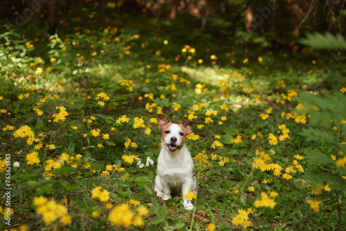 jack Russell Terrier dog stands amidst a field of yellow wildflowers, a dense forest as the backdrop. Its poised stance and attentive gaze capture the essence of a serene nature scene