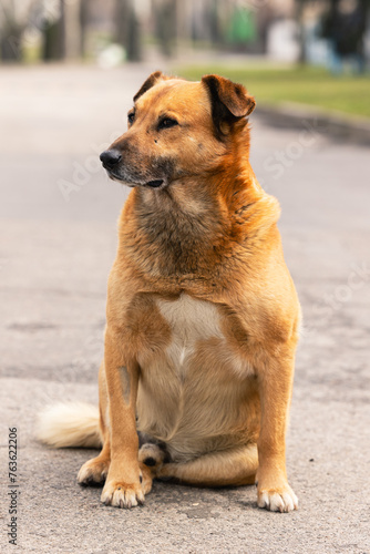 Portrait of a mongrel stray dog © Olena