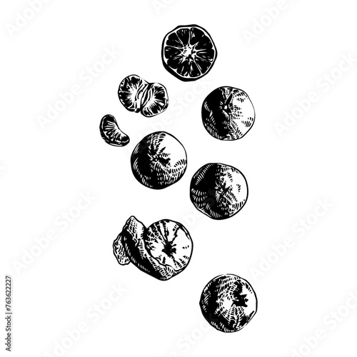 Clementine_Orange_Vector_Illustration