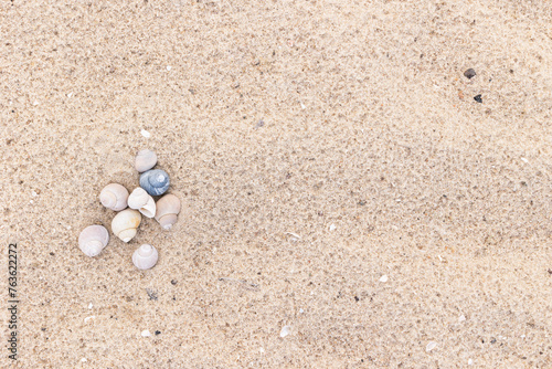 Seashells on the sand on the shore © Olena