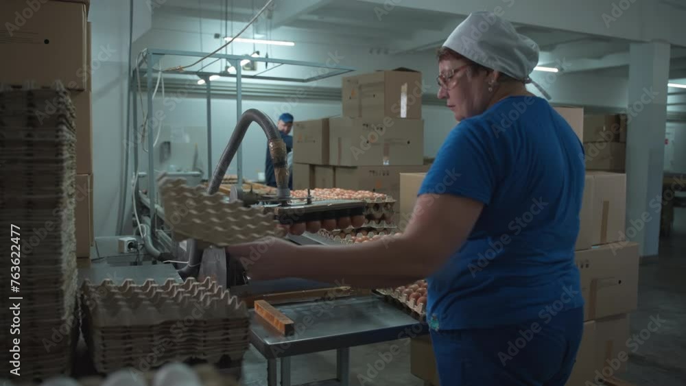 Worker placing trays with chicken eggs under the machine. Worker supervising the machine collecting the eggs from the holders. Worker controlling the machine transferring the eggs on production line. Worker placing trays with chicken eggs under the machine. Worker supervising the machine collecting the eggs from the holders. Worker controlling the machine transferring the eggs on production line.