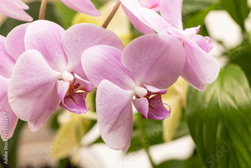 Close view of orchid flowers © Olena