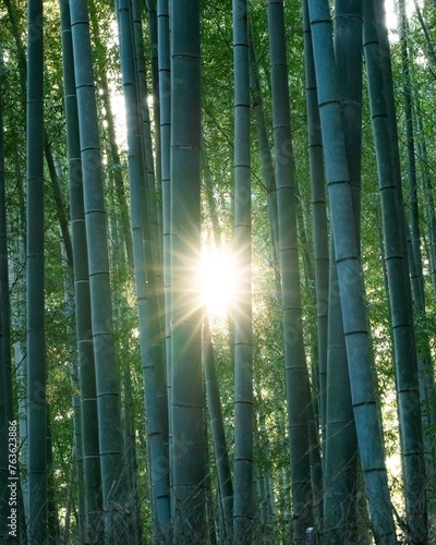 Arashiyama Bamboo Forest with sun, Kyoto, Japan, Asia photo