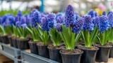 Rows of vibrant blue hyacinth flowers in pots for sale at a garden center, representing springtime and renewal