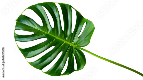 Tropical monstera leaf on a white summer background, banner, space for text, flat lay
