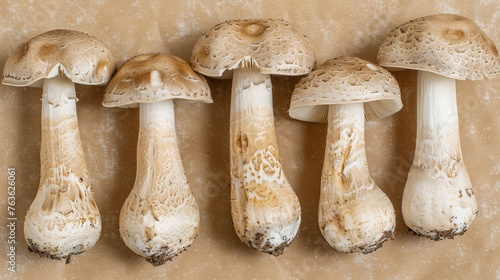 Shiitake mushroom lentinula edodes on soft pastel colored background for a tranquil setting photo