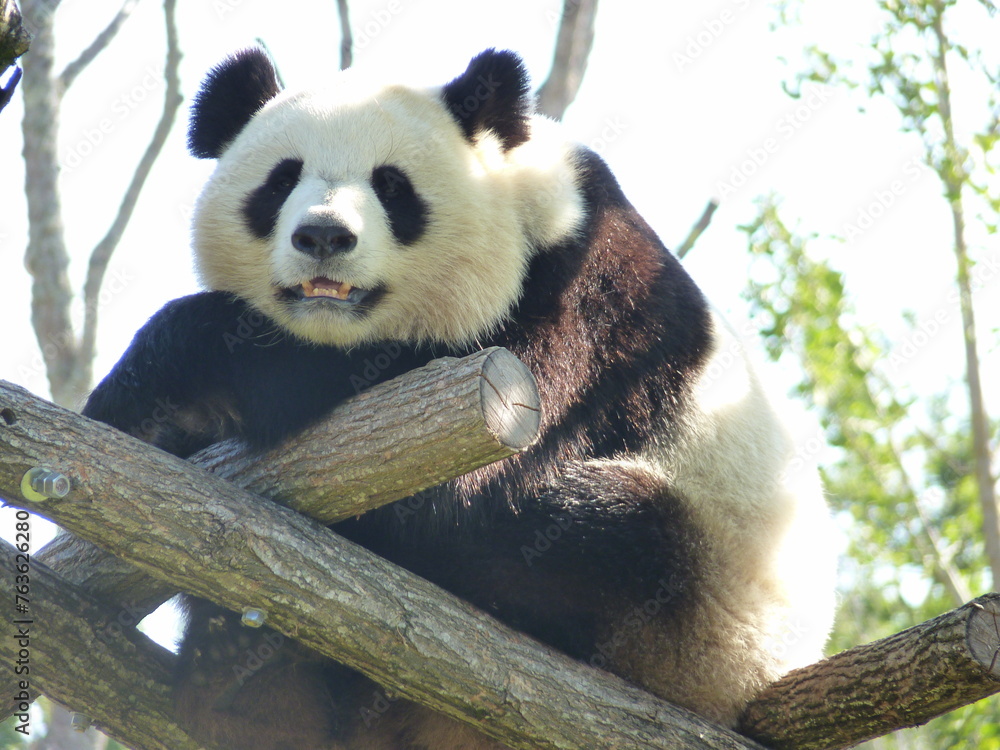 Panda dans un parc animalier Panda dans un parc animalier
