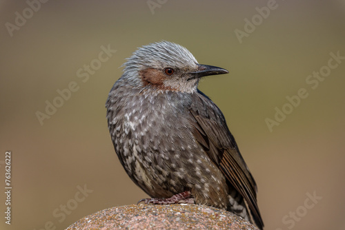 Close up image of Brown-eared Bulbul isolated on plain background.