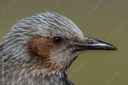 Close up image of Brown-eared Bulbul face

