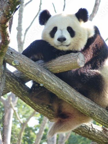 Fototapeta Naklejka Na Ścianę i Meble -  Panda dans un parc animalier
