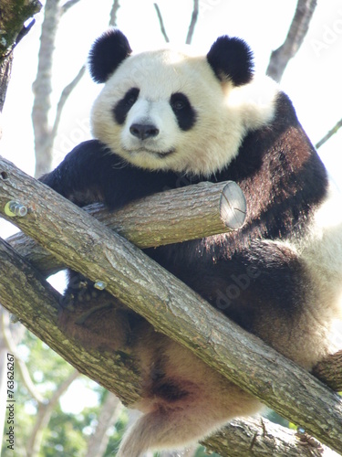 Fototapeta Naklejka Na Ścianę i Meble -  Panda dans un parc animalier