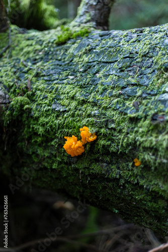 Golden jelly cone