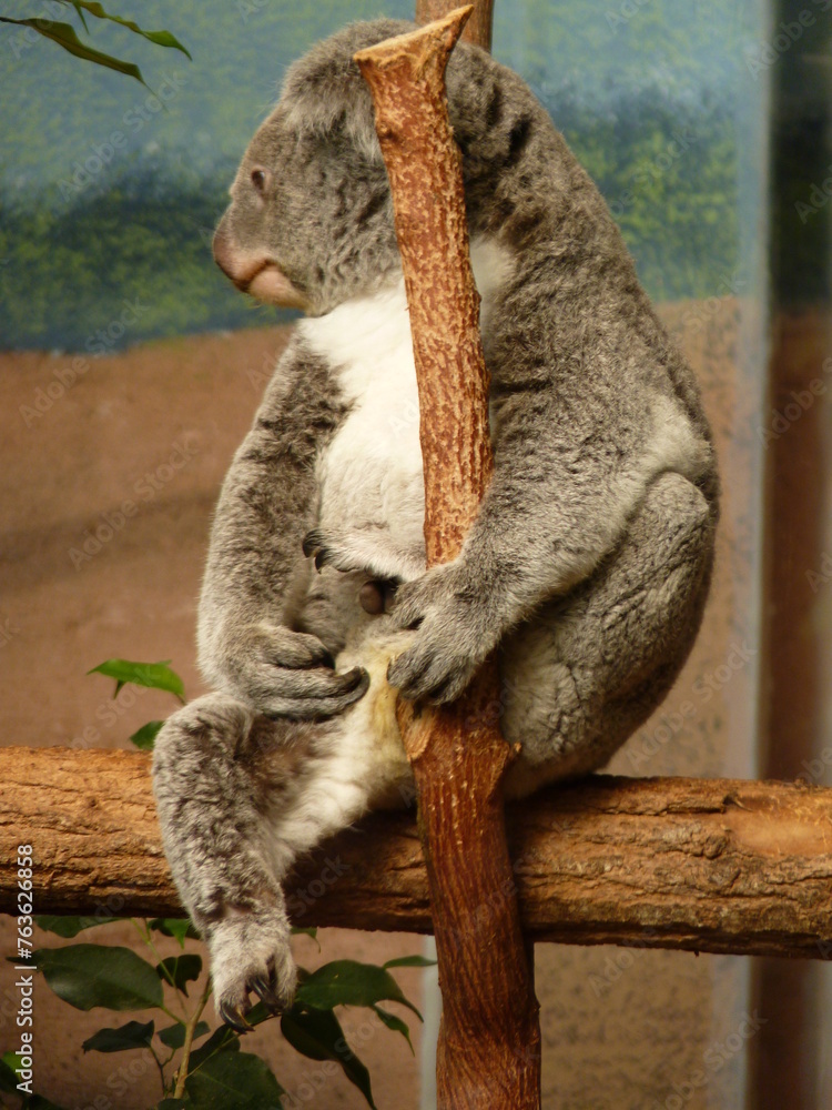 Fototapeta premium Koala dans un parc animalier