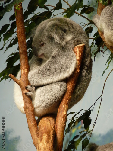 Photography Koala dans un parc animalier