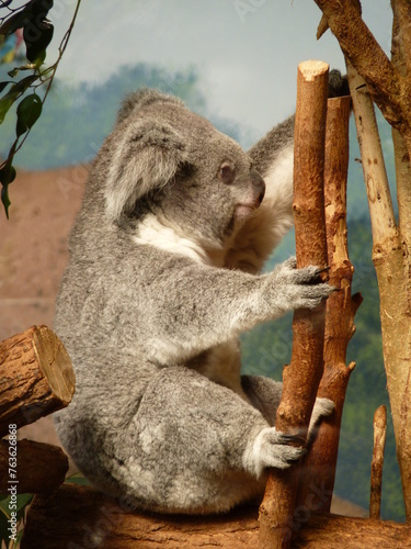 Photography Koala dans un parc animalier