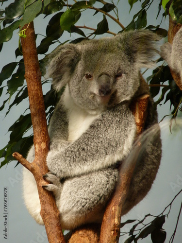 Photography Koala dans un parc animalier