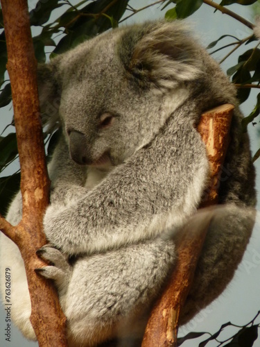 Koala dans un parc animalier
