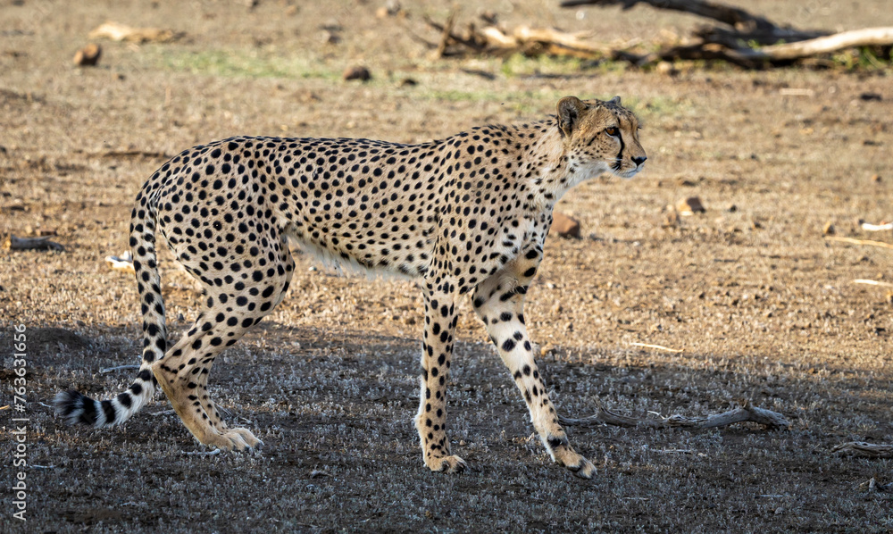 Obraz premium Cheetah stalking in Botswana, Africa