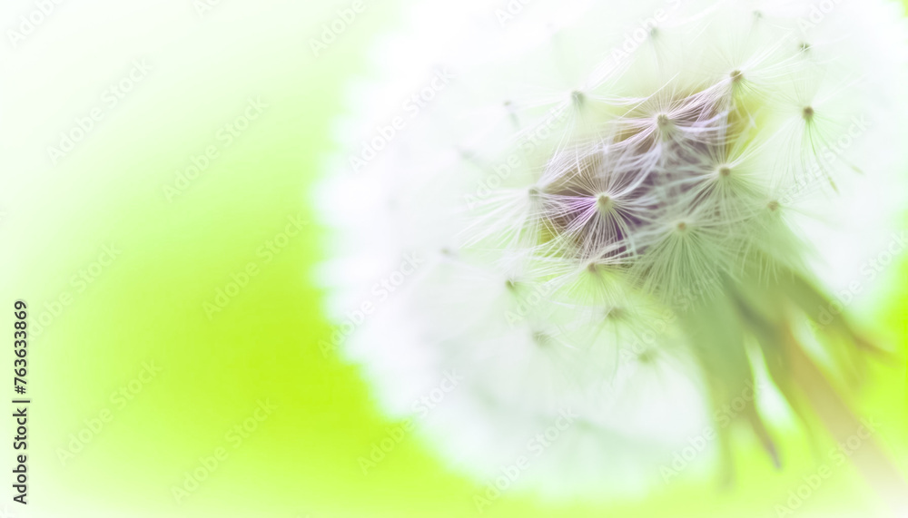 Dreamy Dandelion Whispers in Soft Light