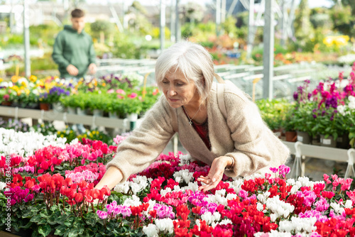 Mature female customer choosing potted cyclamen in container garden shop © JackF