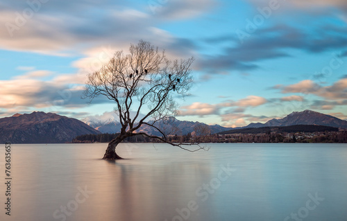 New Zealand landscape The Wanaka Lake and the willow 'lonely' tree