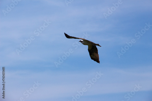 Osprey flying away