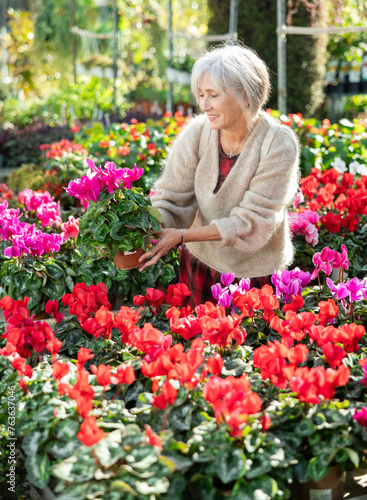 In flower mega market, senior woman designer meets and examines cyclamen plants that are trending in current season, available for wholesale and retail purchase.