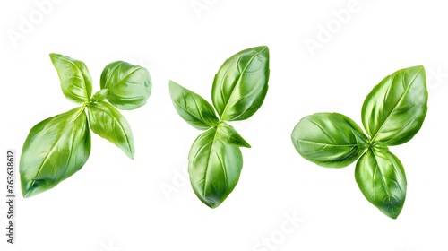 Fresh green basil leaves isolated on white background