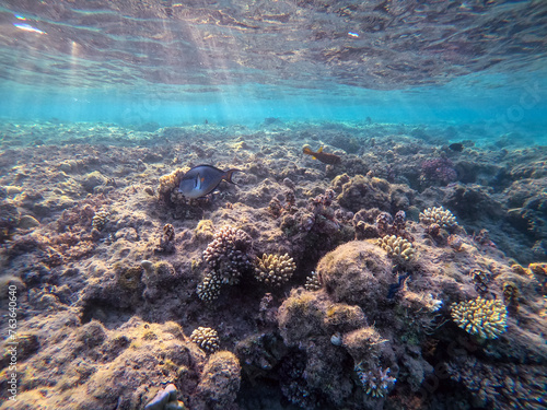 Surgeon fish or sohal tang fish (Acanthurus sohal) at the Red Sea coral reef.. photo