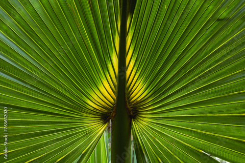 Palmetto tree backlight from sun