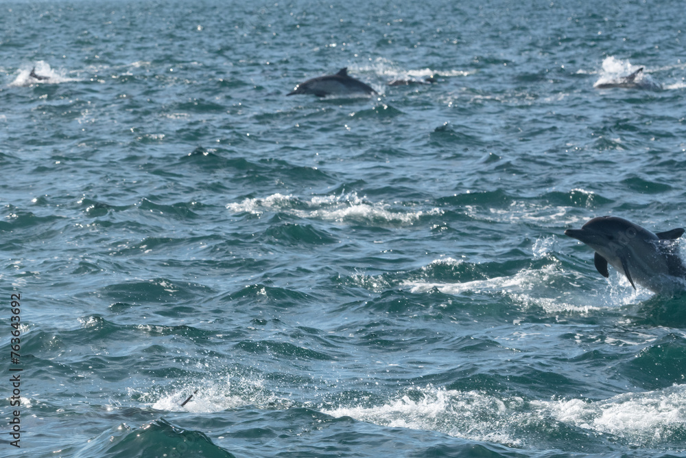 Fototapeta premium Pod of common dolphins in the Pacific Ocean